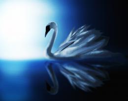 Silver Swan