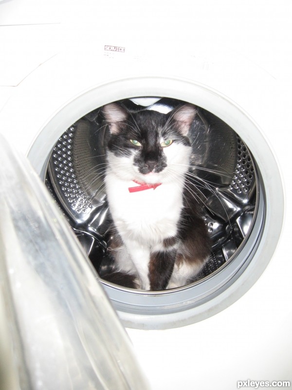 The washing machine for cats