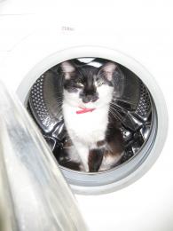 Thewashingmachineforcats