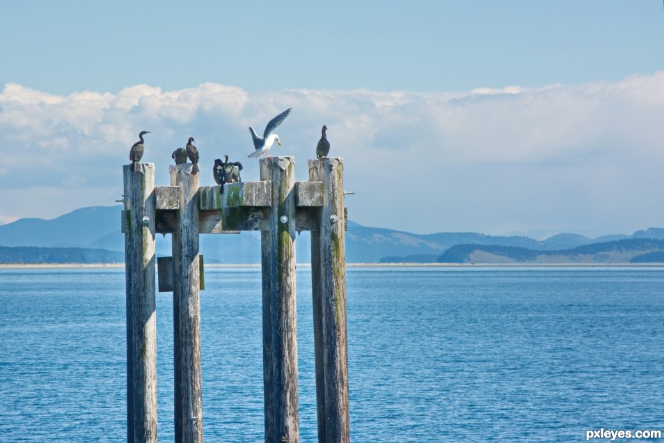 Jonathan Livingston Seagull