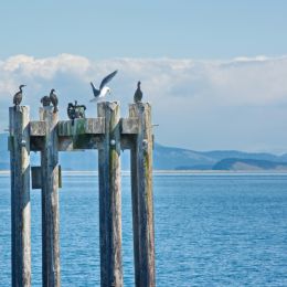 JonathanLivingstonSeagull