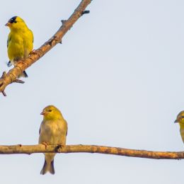 birdofadifferentfeather