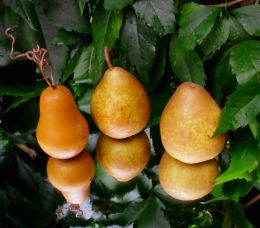 Reflective Pears