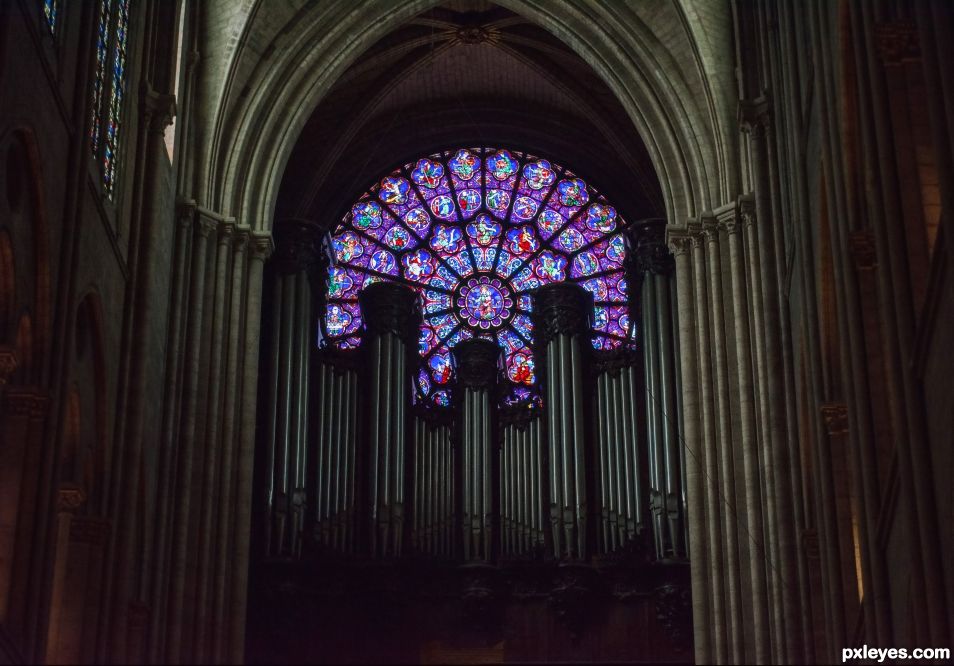 The organ pipes