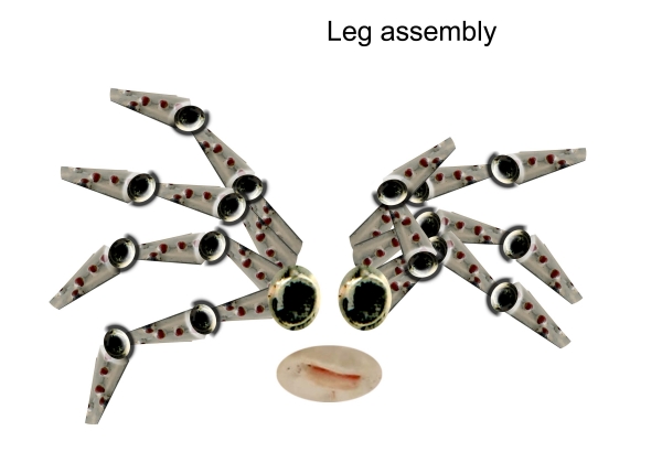 Creation of Spiders in Love (Nisha CUTE): Step 10