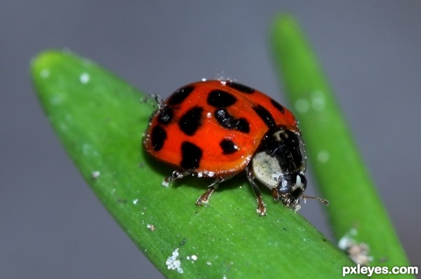 Ladybug Ladybug Rhyme