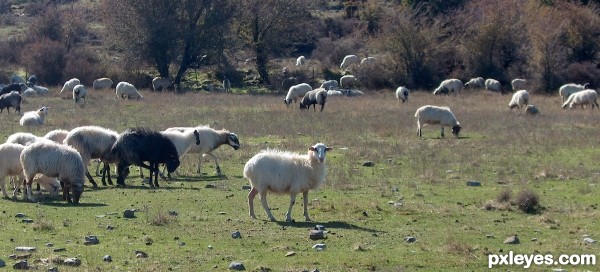 Little Bo Peep story  