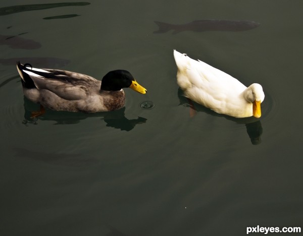 Two Little Duckies