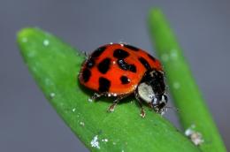 Ladybug Ladybug Rhyme