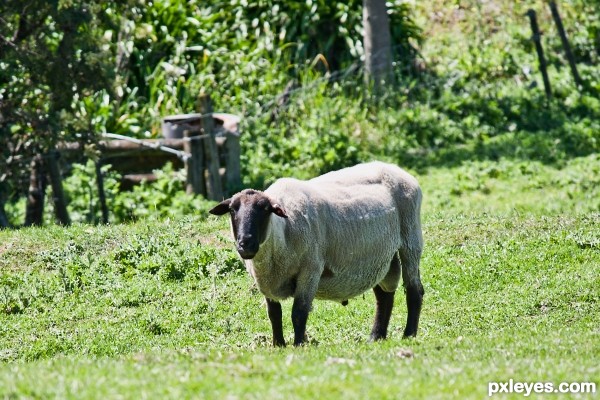 Baa, Baa Blacksheep