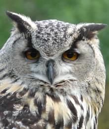 AWiseOldOwl