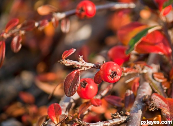 Autumn Berries