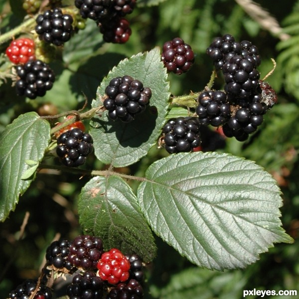 Blackberries