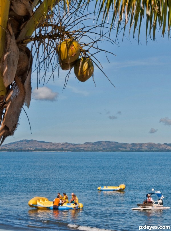 Coconuts