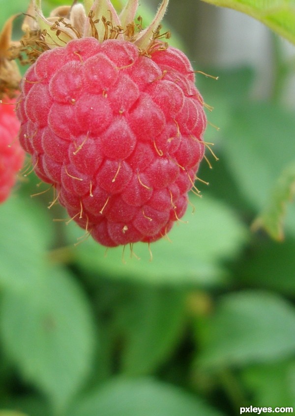 Raspberry