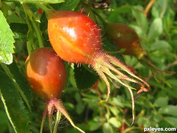 Rose Hips