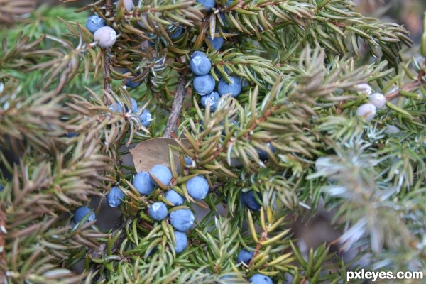 Wild berries