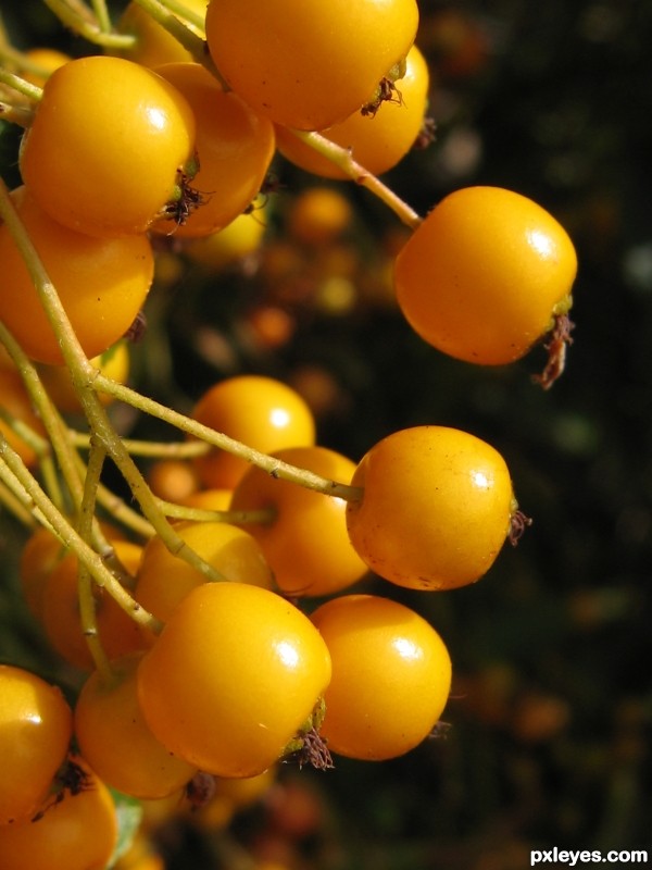 Yellow Barberry