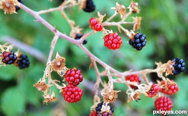 berries