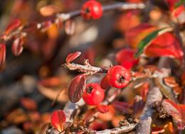 Autumn Berries