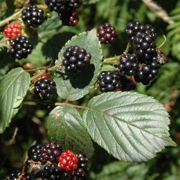 Blackberries