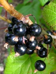 Blackcurrants