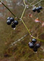 Green Brier Berries