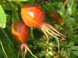 Rose Hips