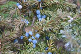 Wild berries