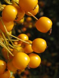 Yellow Barberry