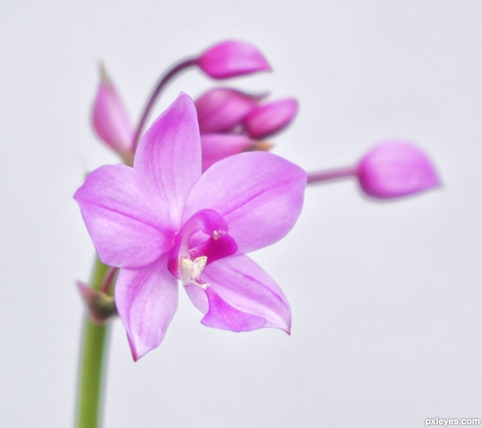 Orchid