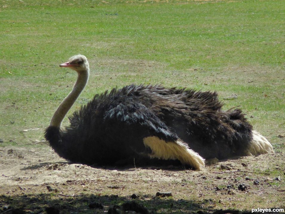 O for Ostrich and A for Autruche :)