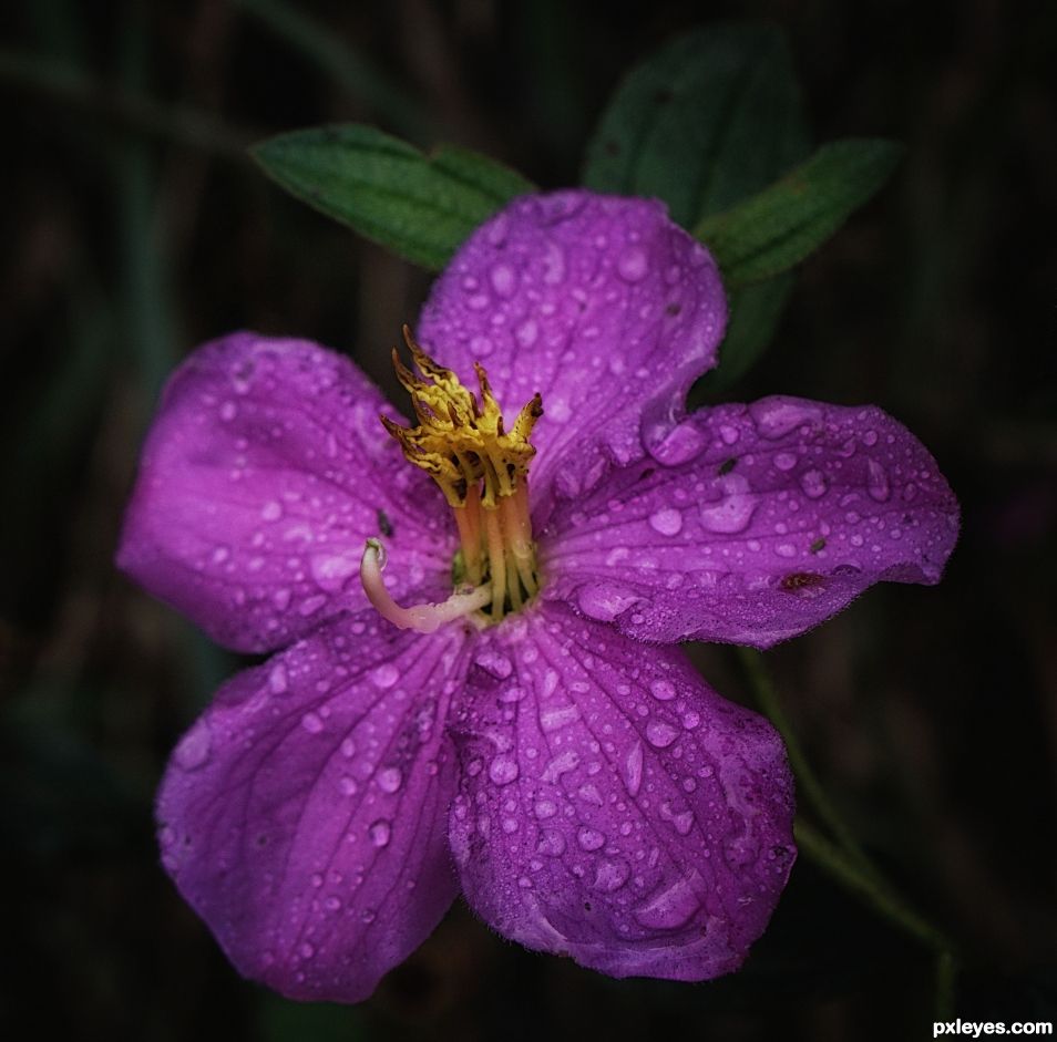 Osbeckia Wightiana