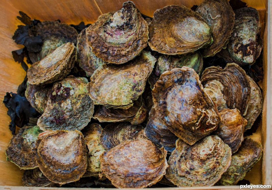 Oysters