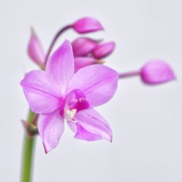 Orchid