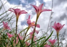 Oleander