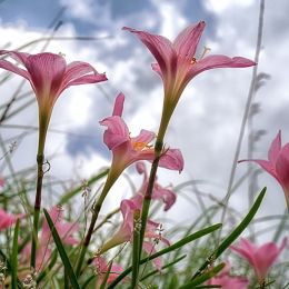 Oleander