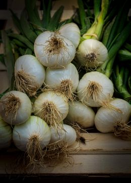 Spring onions