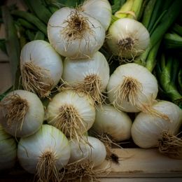 Springonions