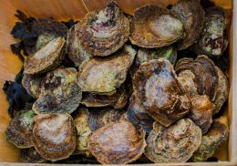 Oysters