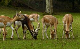 Only one is horned