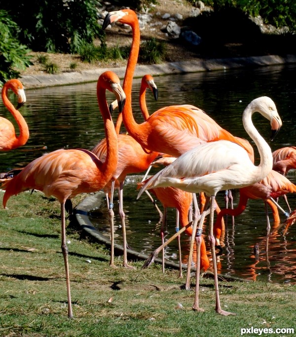 Flamingos