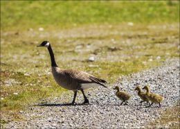 Follow the Leader