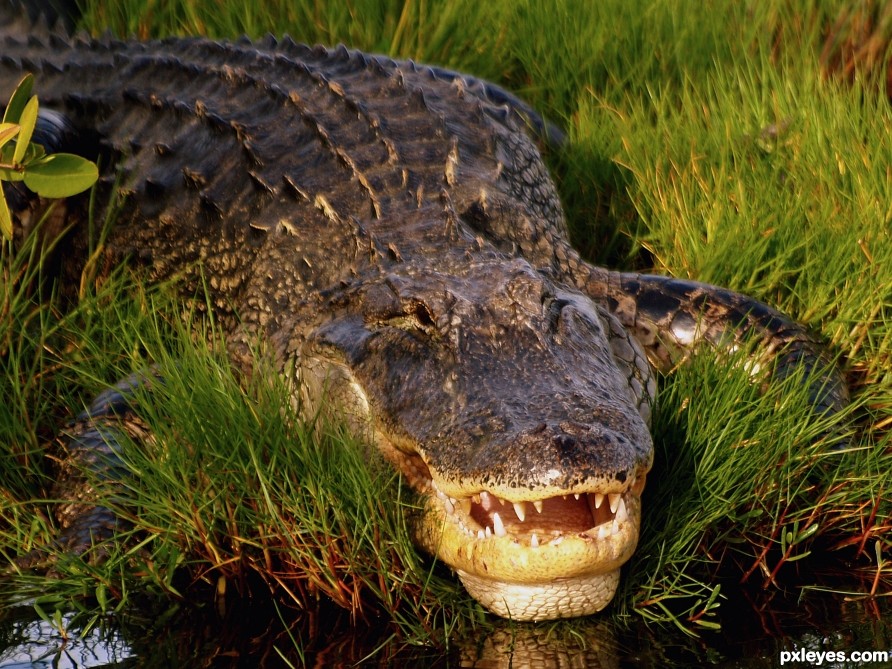 Florida Alligator