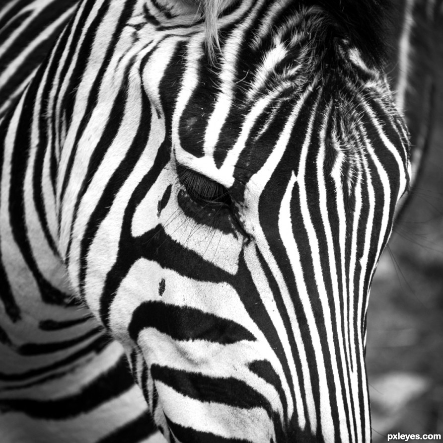 Botswana - Zebra