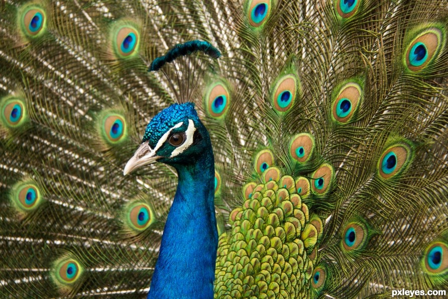 India - Peacock