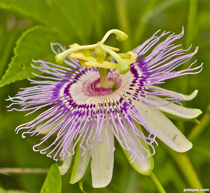 Tennessee State US - wildflower - Passion flower