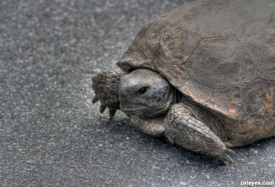 Florida Gopher Tortoise