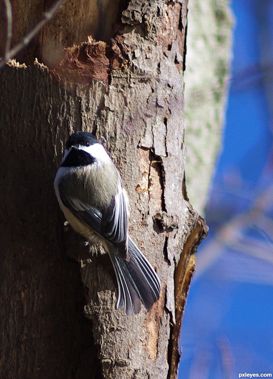 Black Capped Chickadee