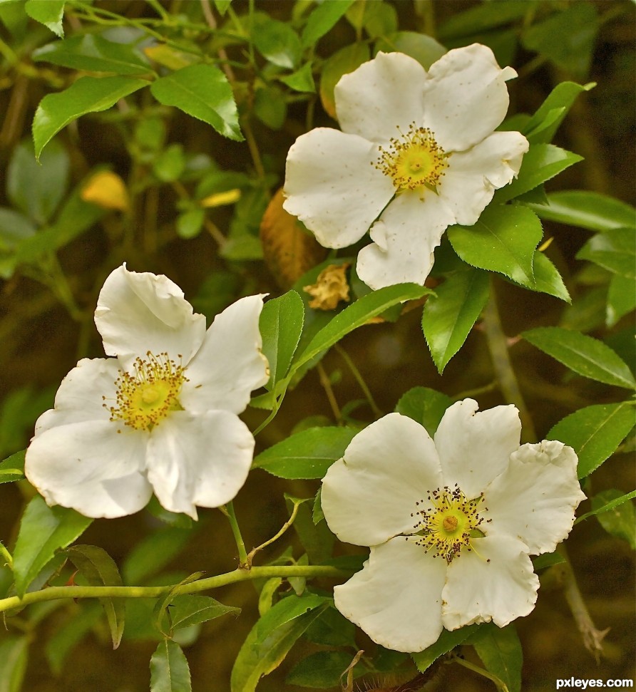 Cherokee rose state flower of Georgia